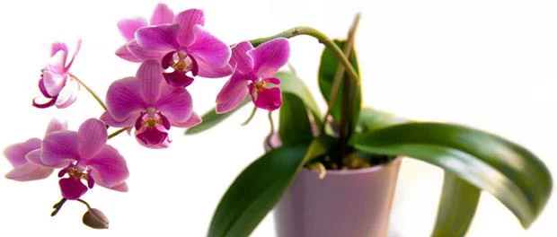 Орхидея для презента